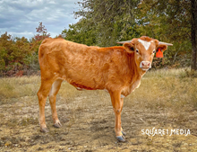 CONFETTI HEIFER